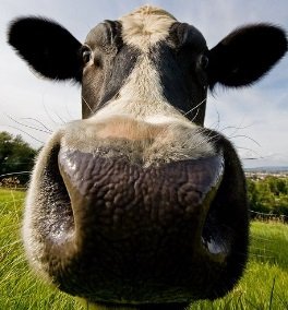 maltraitance animale du à la production du lait et l'élevage intensif des vaches